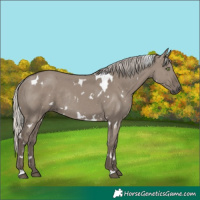 Horse Color:White Spotted Silver Grullo Rabicano
