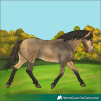 Horse Color:Buckskin 