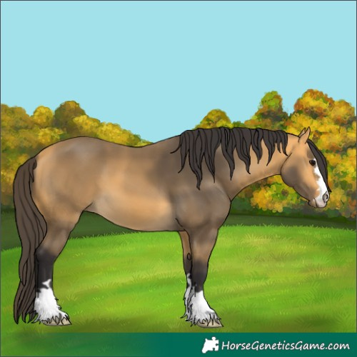 Horse Color:Buckskin 