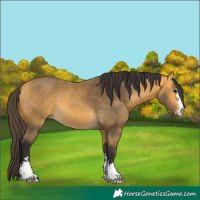 Horse Color:Buckskin 