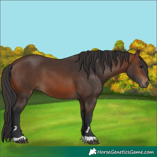 Horse Color:Brown 