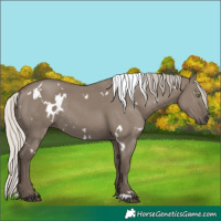 Horse Color:White Spotted Silver Grullo Rabicano