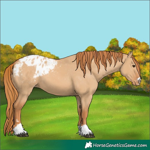Horse Color:Red Dun Appaloosa 