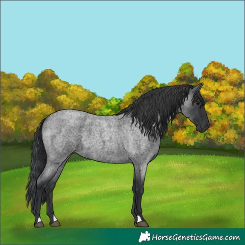 Horse Color:Blue Roan 