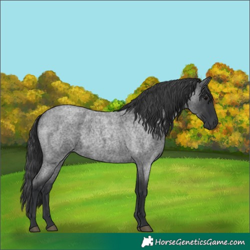 Horse Color:Blue Roan 