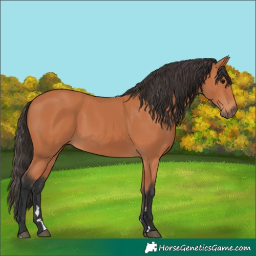 Horse Color:Bay 