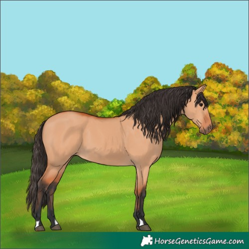 Horse Color:Bay Dun 