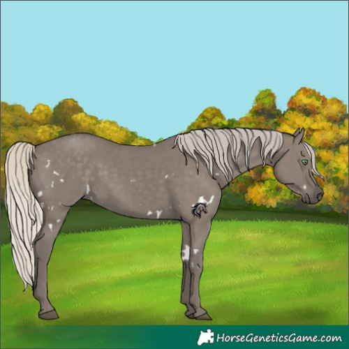 Horse Color:White Spotted Silver Smoky Grullo Rabicano 