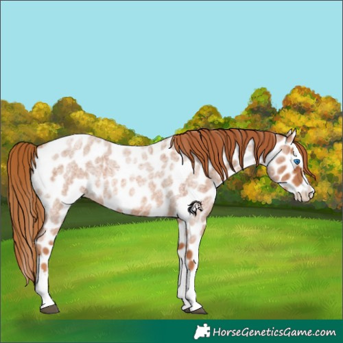Horse Color:Red Roan Splash Appaloosa 