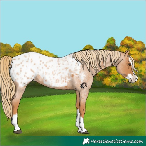 Horse Color:Red Roan Splash Blanket