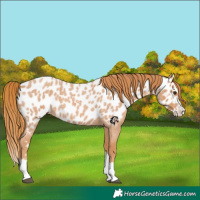 Horse Color:Red Roan Splash Appaloosa