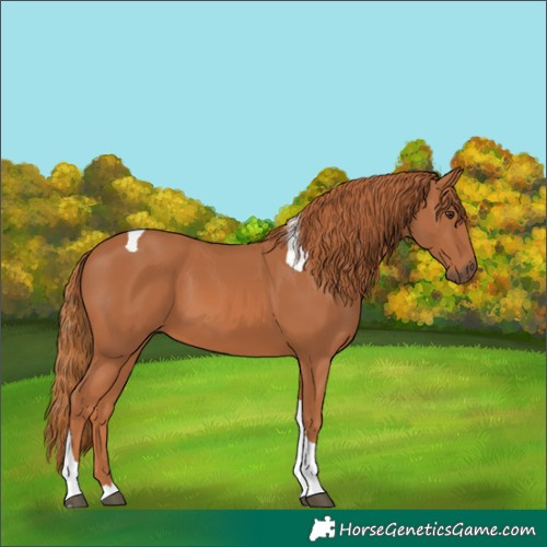 Horse Color:Chestnut Tobiano 