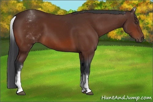 Horse Color:White Spotted Bay Rabicano