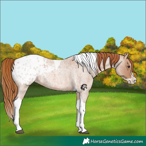 Horse Color:Red Roan Splash Tobiano Blanket