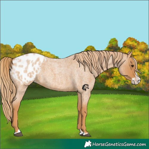 Horse Color:Red Roan Splash Blanket