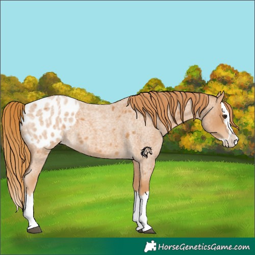 Horse Color:Red Roan Splash Appaloosa 