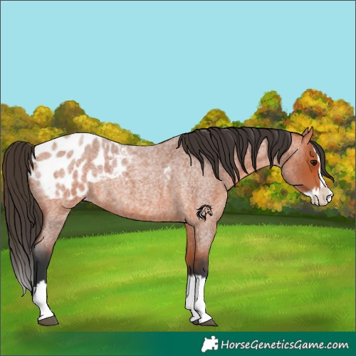 Horse Color:Bay Roan Splash Appaloosa 