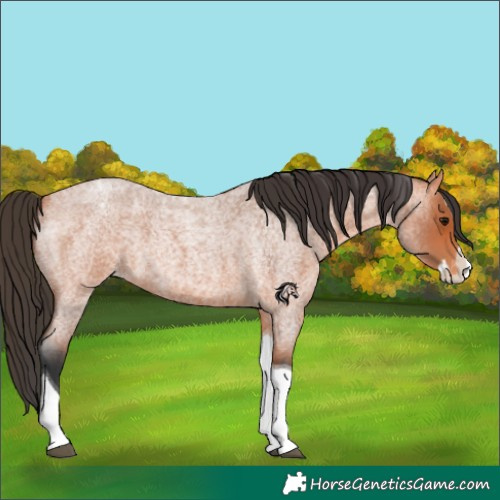 Horse Color:Bay Roan Splash Tobiano Appaloosa