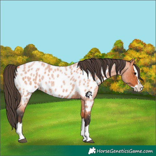 Horse Color:Bay Roan Splash Appaloosa 