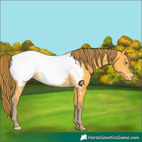 Horse Color:Amber Cream Champagne Appaloosa 
