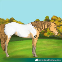 Horse Color:Amber Cream Champagne Snowcap