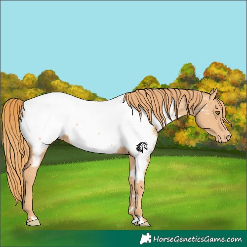 Horse Color:Gold Champagne Appaloosa 
