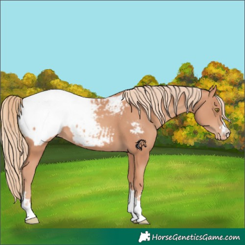 Horse Color:Gold Champagne Appaloosa