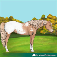 Horse Color:Gold Champagne Appaloosa 
