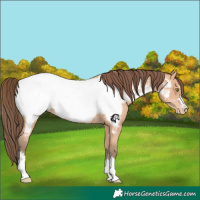 Horse Color:Amber Champagne Near Fewspot