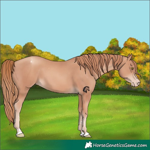 Horse Color:Gold Champagne Varnish 