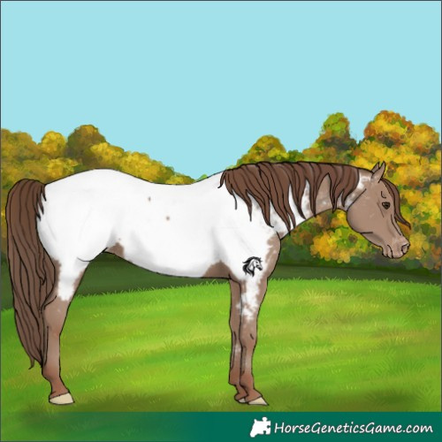 Horse Color:Classic Champagne Near Fewspot