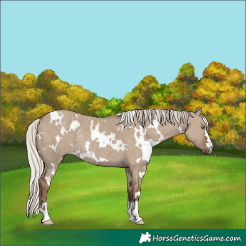 Horse Color:White Spotted Silver Grullo Rabicano 
