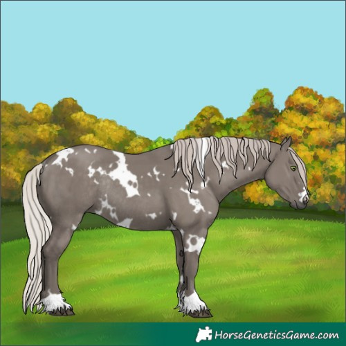 Horse Color:White Spotted Silver Grullo Rabicano 