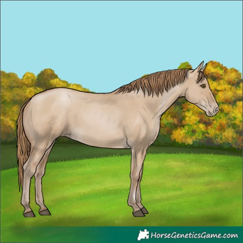 Horse Color:Grullo Pearl 