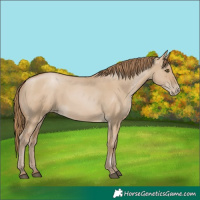 Horse Color:Grullo Pearl