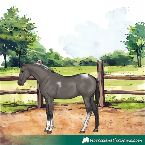 Horse Color:Grullo Tobiano 
