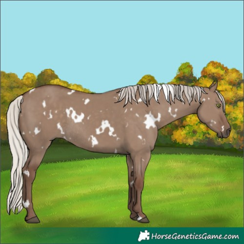 Horse Color:White Spotted Silver Grullo Rabicano 