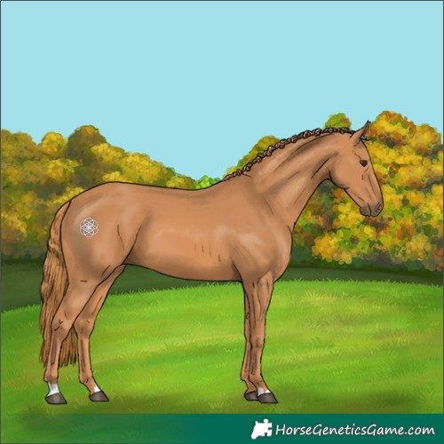 Horse Color:Chestnut 