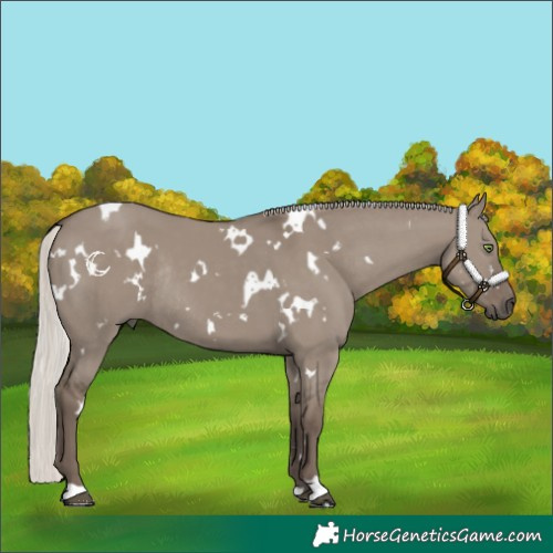 Horse Color:White Spotted Silver Grullo Rabicano 