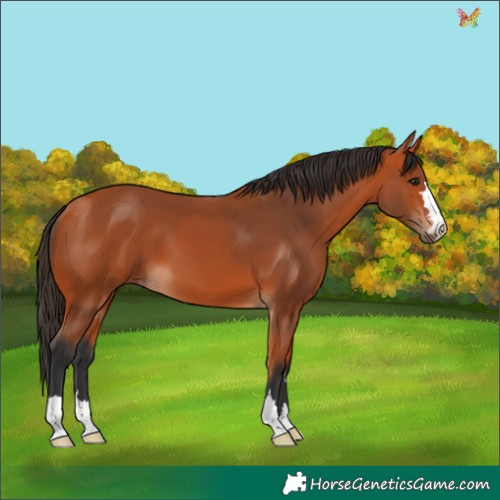 Horse Color:Bay 