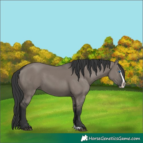Horse Color:Grullo Splash 