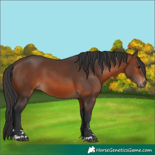 Horse Color:Brown 