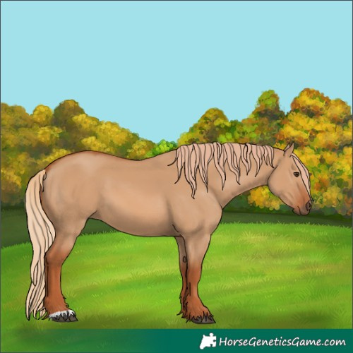 Horse Color:Red Dun 