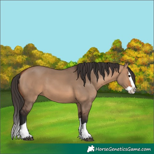 Horse Color:Bay Dun Splash 