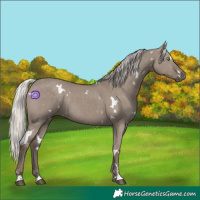 Horse Color:White Spotted Silver Grullo Rabicano