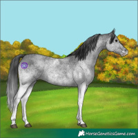 Horse Color:White Spotted Blue Roan