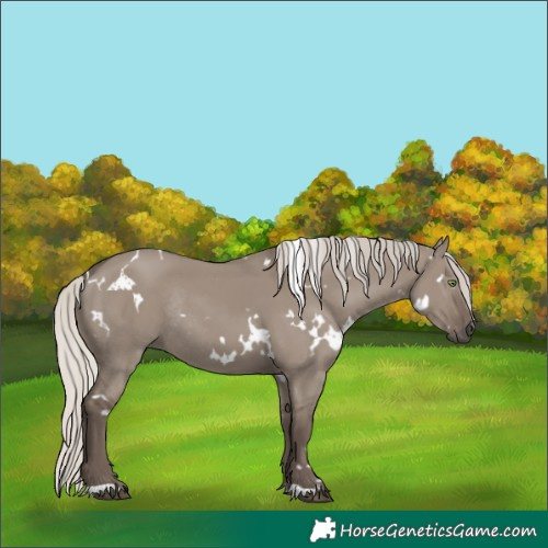 Horse Color:White Spotted Silver Grullo Rabicano
