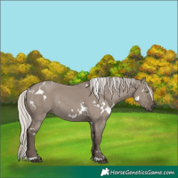 Horse Color:White Spotted Silver Grullo Rabicano