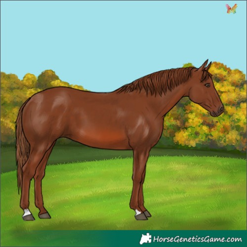 Horse Color:Chestnut 