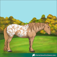 Horse Color:Chestnut Near Leopard 